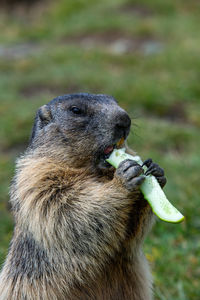 Close-up of an eating food