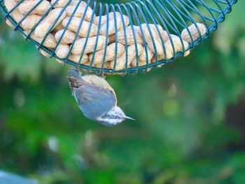 Birdwatching nuthatch upside down peanut feeder focus on the foreground 