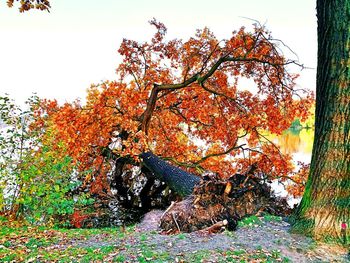 Tree in forest against sky during autumn