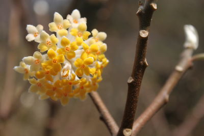 Close-up of yellow flowering plant