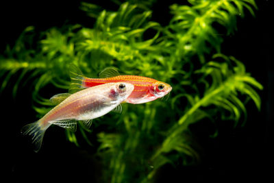 Close-up of fish swimming in sea