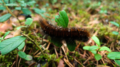 Close-up of insect on plant