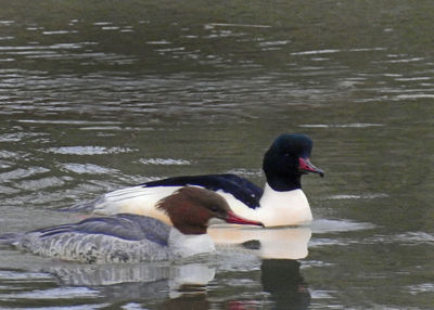 Close-up of swan swimming on lake