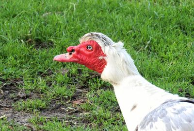 Close-up of muscovy duck on grassy field