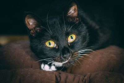 Close-up portrait of a cat looking away