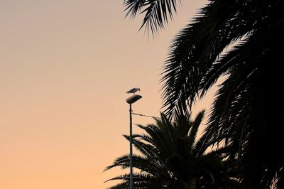 Low angle view of silhouette palm tree against sky