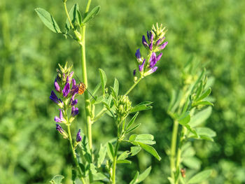 Close-up of purple flowering plant