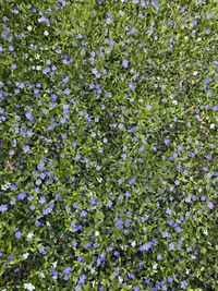 Full frame shot of purple flowering plants