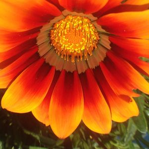 Close-up of yellow flower