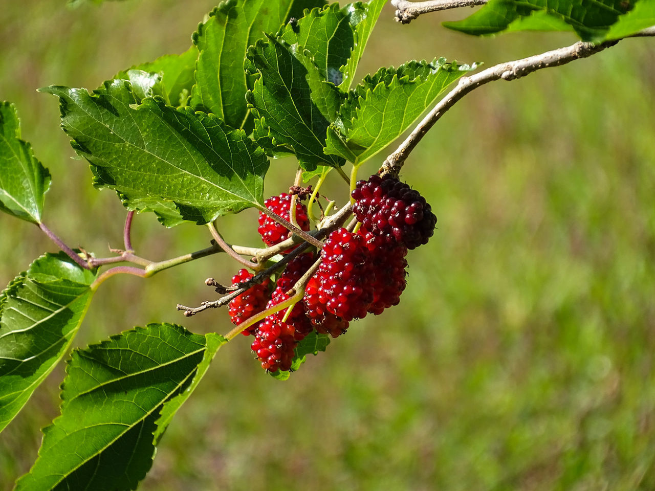 CLOSE-UP OF BERRIES GROWING ON TREE