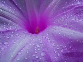 Close-up of wet purple flower