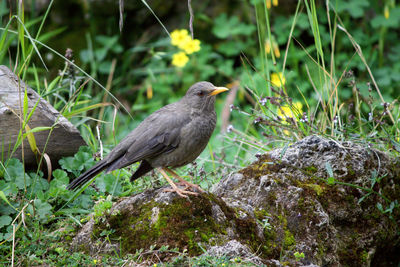 Cute bird looking for food 