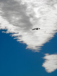 Low angle view of seagull flying in sky