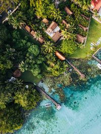 High angle view of trees in water