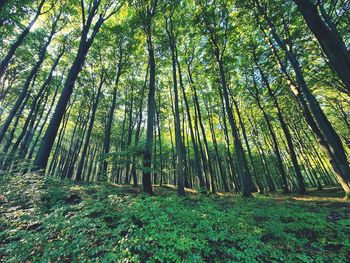 View of trees in forest