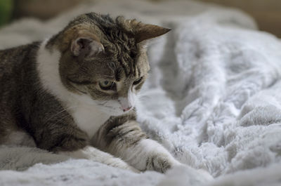 Close-up of a cat looking away