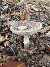 High angle view of mushroom on rock