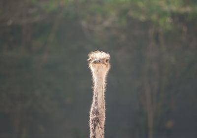 Close-up portrait of a bird