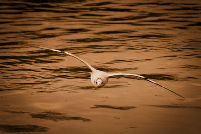 Seagull flying over the sea