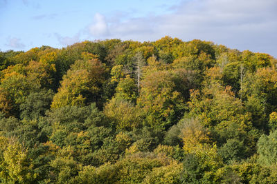 Scenic view of forest against sky during autumn