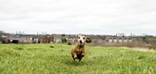 View of a dog on field