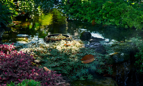 View of ducks on rock