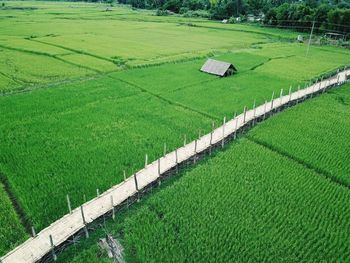 High angle view of agricultural field