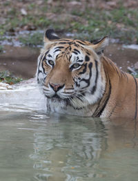 Tiger in lake