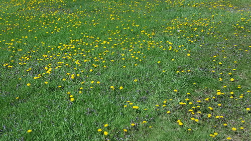 High angle view of yellow flowering plants on field