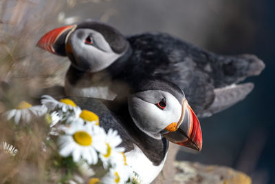 Puffins resting at the edge of the látrabjarg cliffs in west iceland