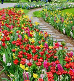 Red flowering plants