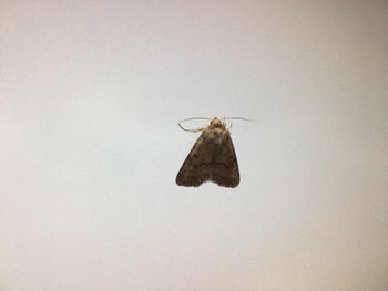 Close-up of butterfly on leaf