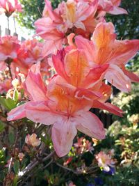 Close-up of fresh pink flowers blooming on tree