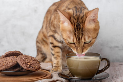 Red domestic cat drinks milk from a mug.