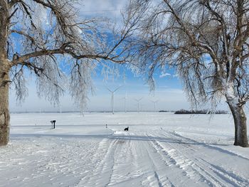 Trees covered by thick ice from ice storm in south dakota. wind turbines visible in the distance.