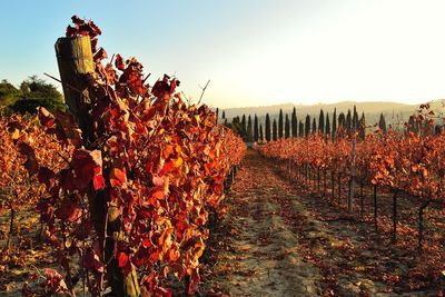 View of vineyard against sky during sunset