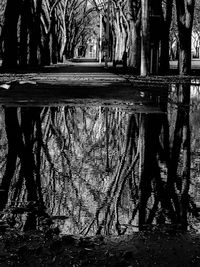 Close-up of silhouette trees by water