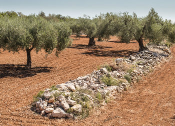 Plants growing on land against sky