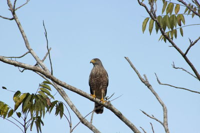 Low angle view of owl perching on tree against clear sky