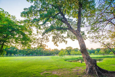 Trees on field against sky