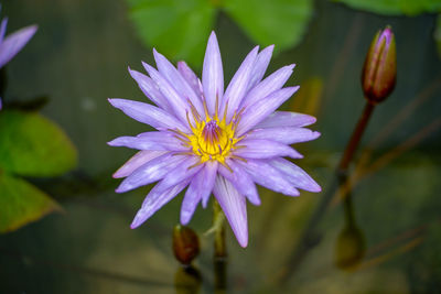 Close-up of purple flowering plant