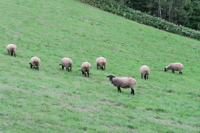 Sheep grazing in a field