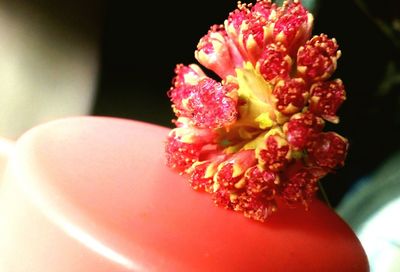 Close-up of red hibiscus