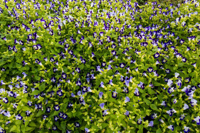 Close-up of purple flowering plants