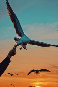Low angle view of bird flying against sky