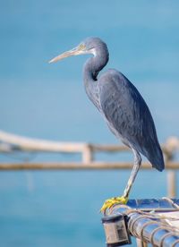 Bird perching on a sea