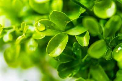 green