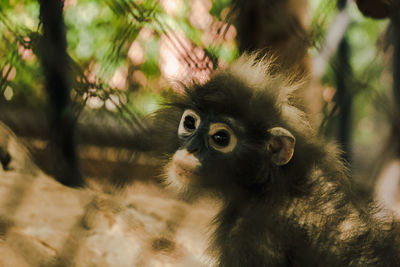 Portrait of a monkey