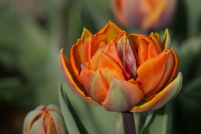 Close-up of flower blooming outdoors