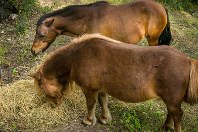 Horses in pasture